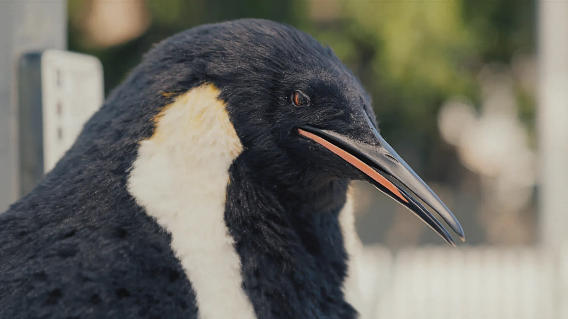 Viltar Penguin